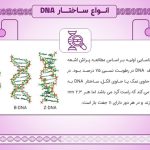 پاورپوینت انواع ساختار DNA | پاورپوینت حرفه ای ساختار دی ان ای (21110)