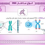پاورپوینت انواع ساختار DNA | پاورپوینت حرفه ای ساختار دی ان ای (21110)